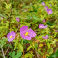 Osbeckia zeylanica L.f.